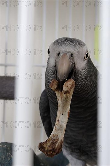 African grey parrot