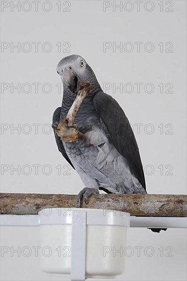 African grey parrot