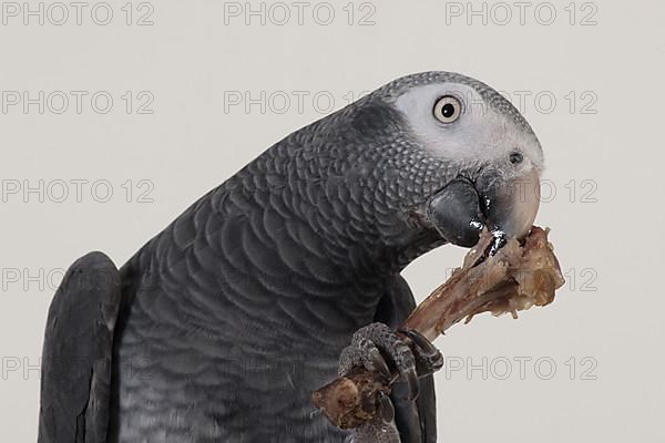 African grey parrot