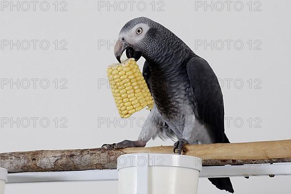 African grey parrot