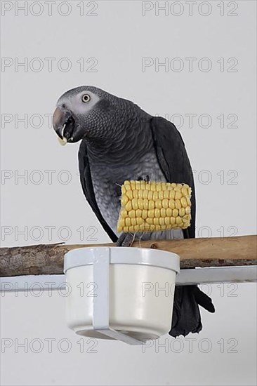 African grey parrot