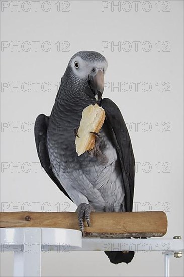 African grey parrot