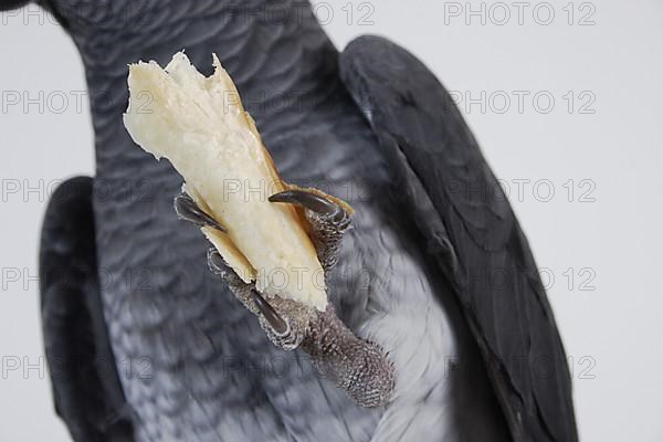 African grey parrot