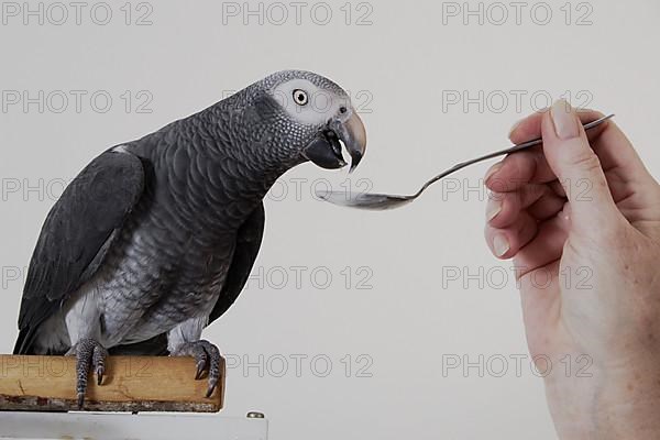 African grey parrot