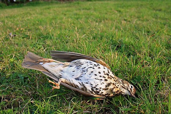 Song thrush