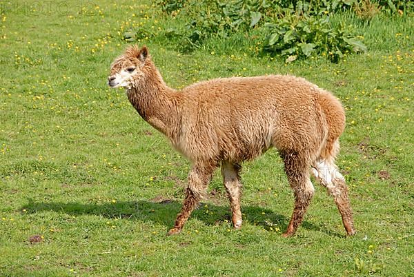 Alpaca