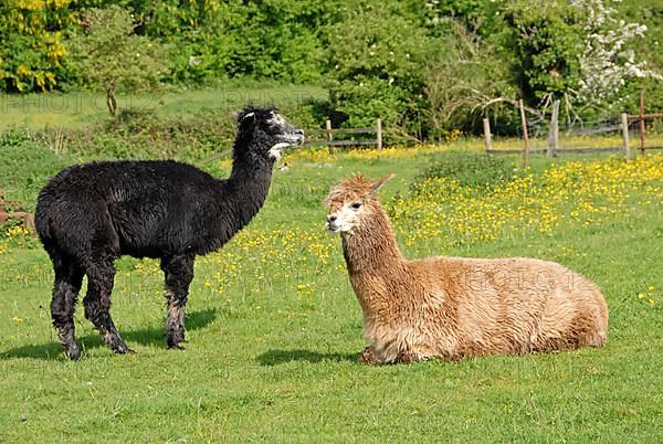 Alpaca