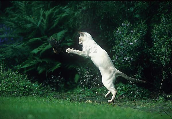 Siamese cat playing with captured songbird