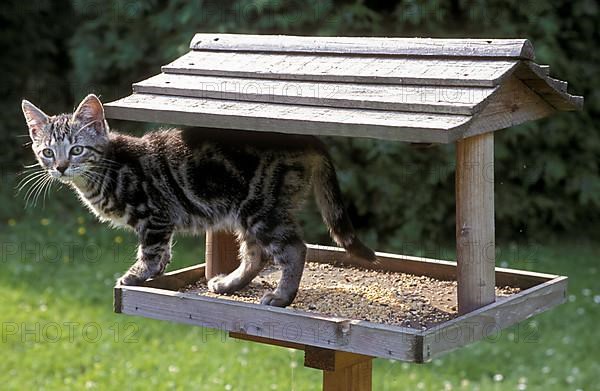 Domestic cat at bird house