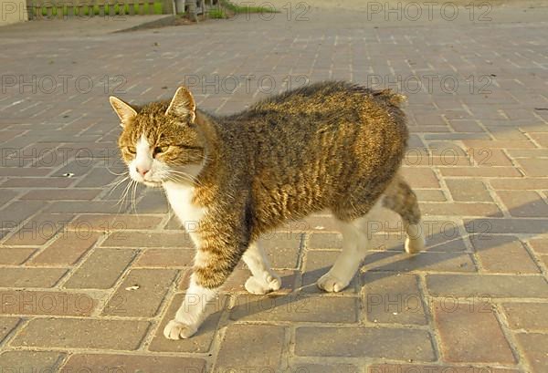 Manx Cat