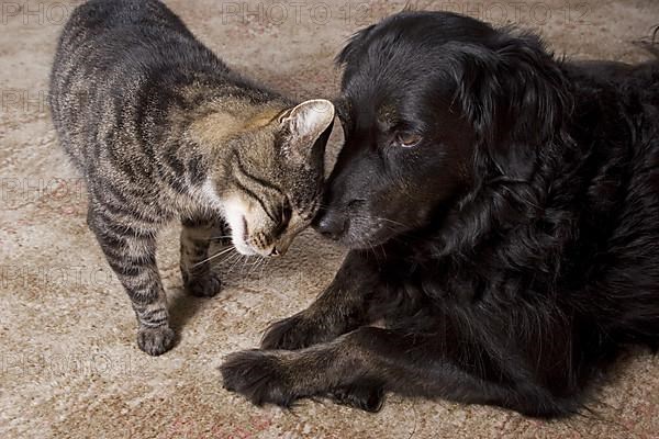 Domestic cat and mixed breed dog