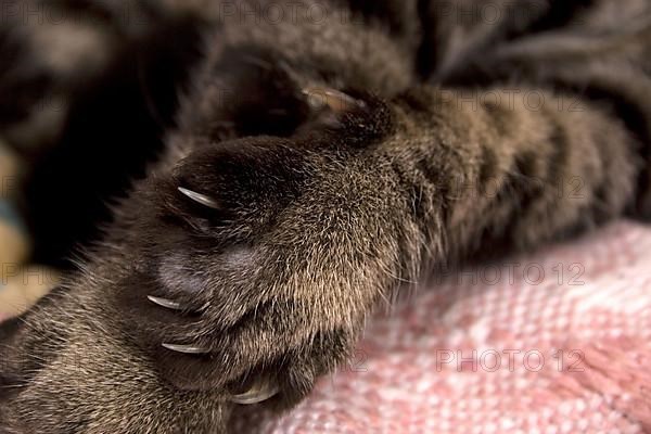 Domestic cat