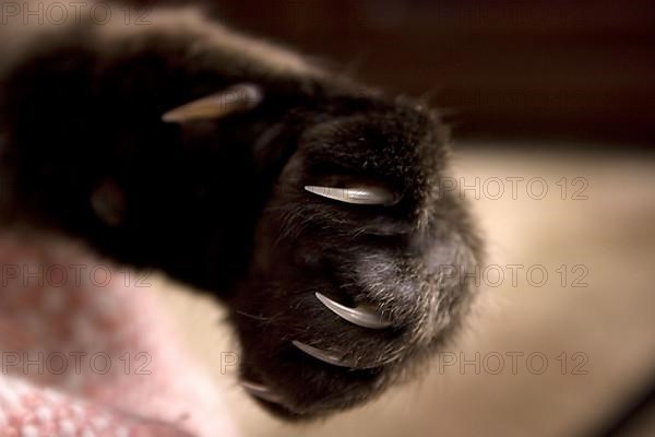 Domestic cat