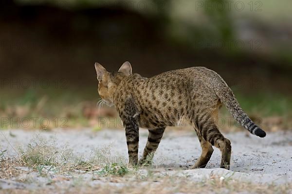 Semi-wild domestic cat