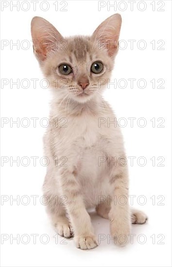 Somali cat