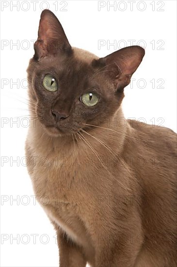 Burmese cat