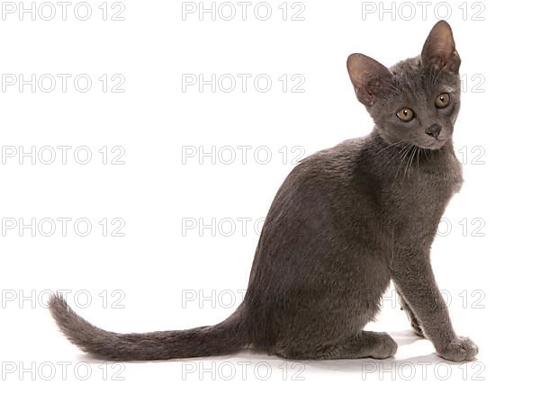 Korat cat