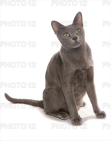 korat cat