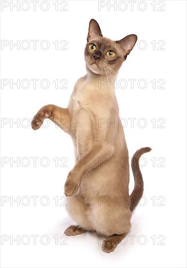 Burmese cat