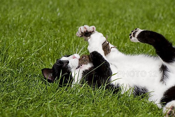 House cats with prey vole