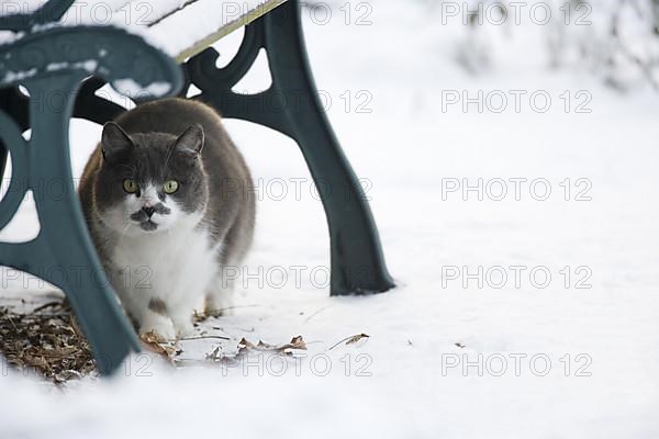 House cat under garden bench