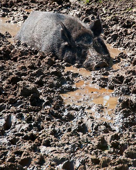 Eurasian Wild Boar