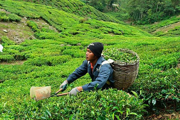 Tea Harvest