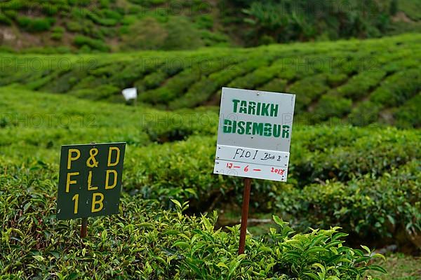 Tea Plantation