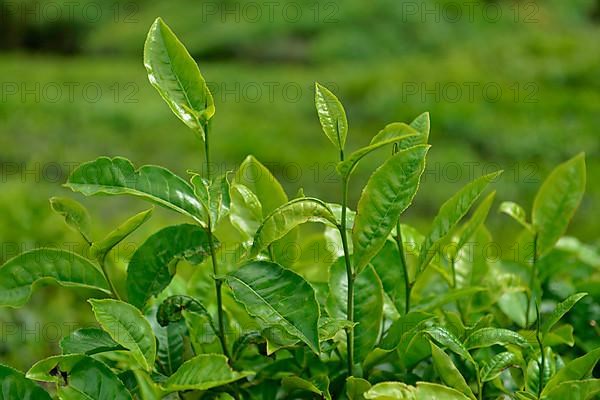 Tea plant