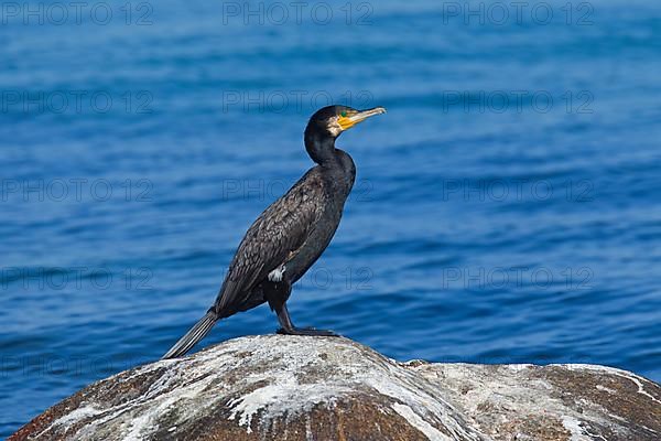 Great black great cormorant