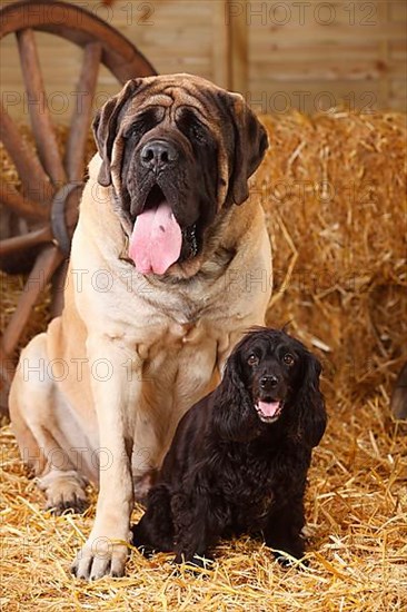 Mastiff