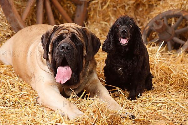 Mastiff