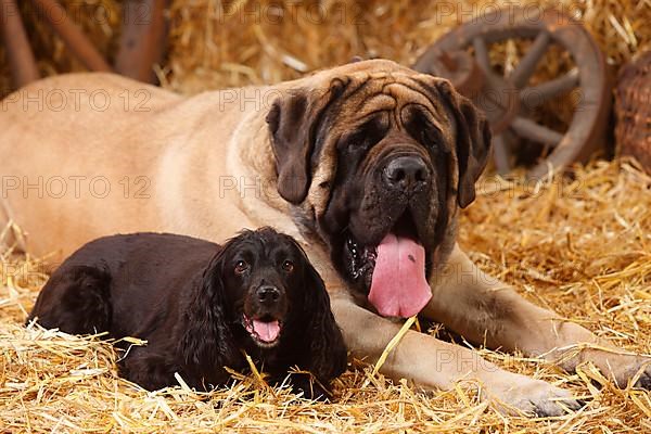 Mastiff