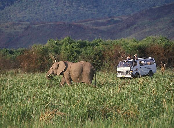 African elephant