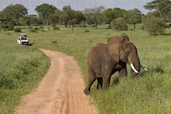 African elephant