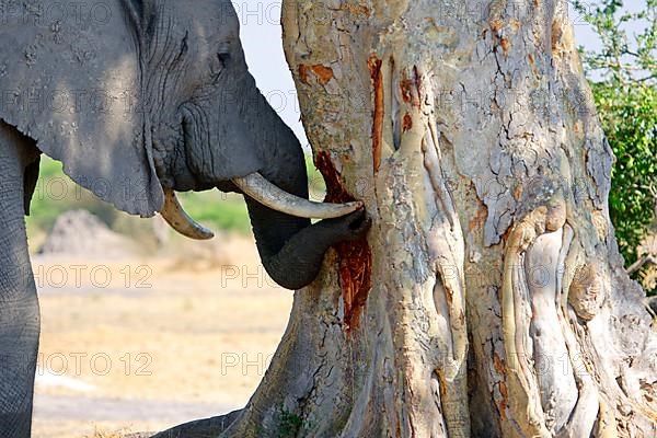 African elephant