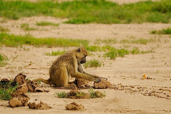 Yellow baboon