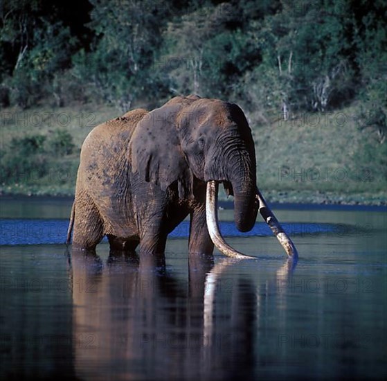 African elephant