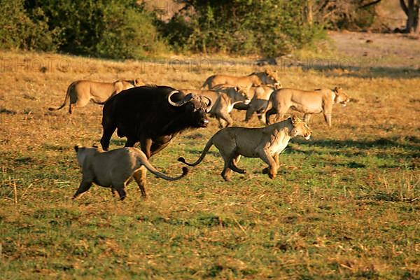 Adult african buffalo