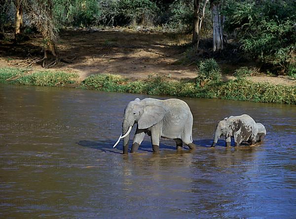 African elephant