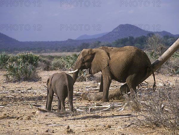 African elephant