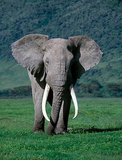 African elephant