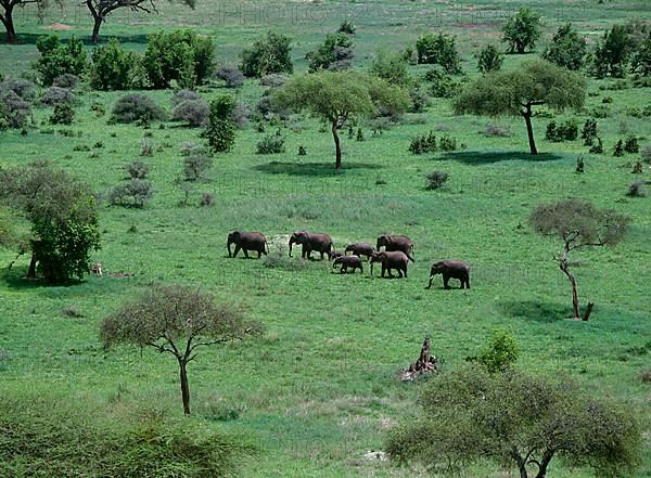 African elephant