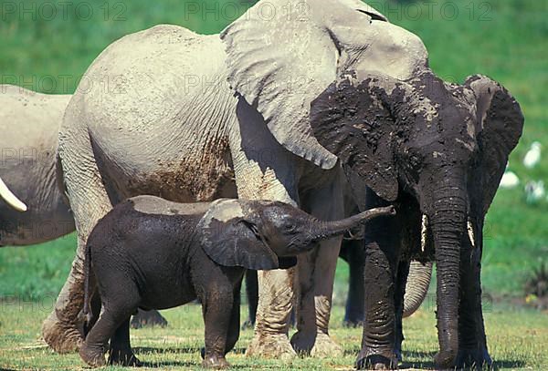 African elephant