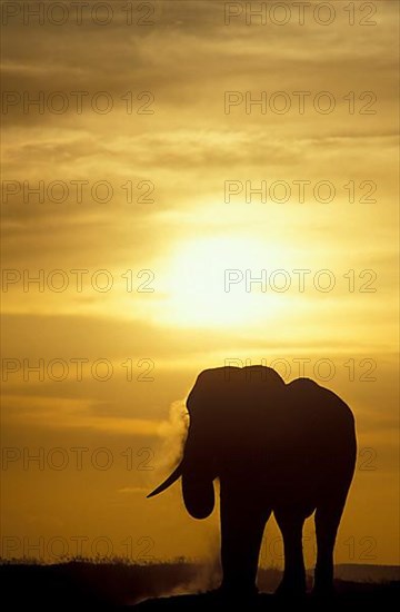 African elephant