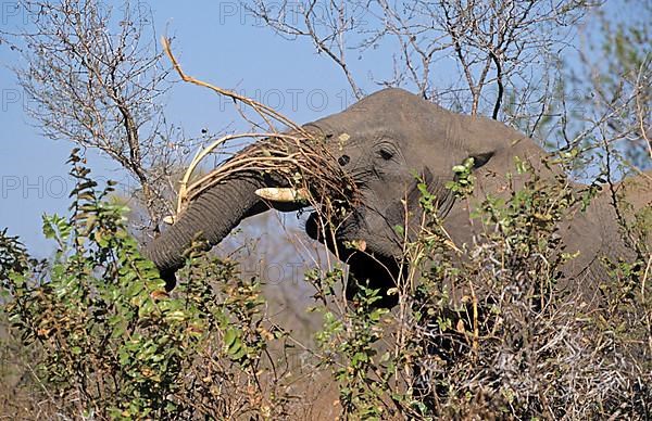 African Elephant