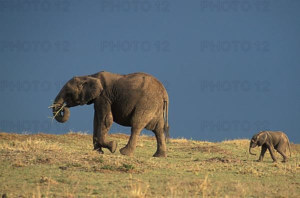 African elephant