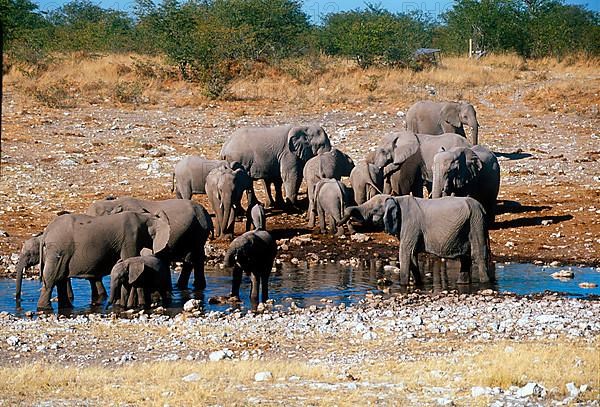 African elephant