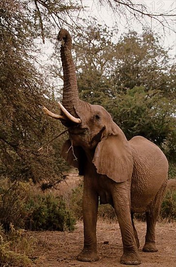 African elephant