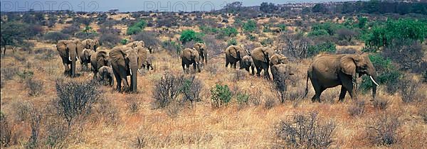 African elephant